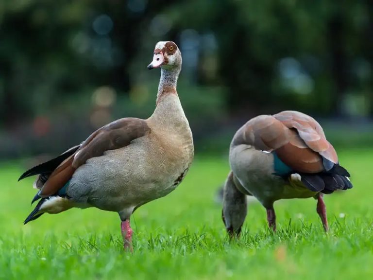 Are You Able To Be a part of Dabbling or Mastery?